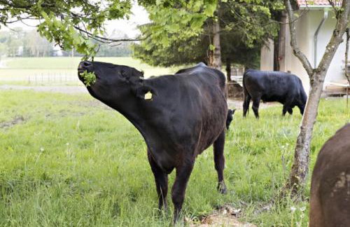 Gästehof Huber - Foto 18