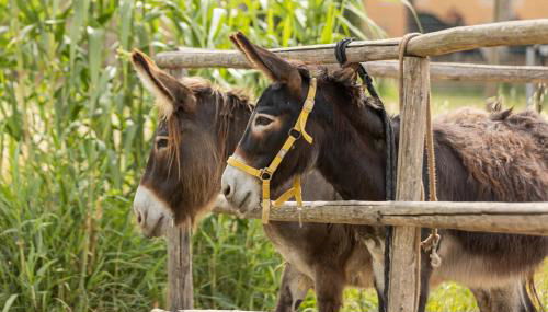 Agriturismo La Valle della Lavanda - Podere Mezzastrada - Foto 3