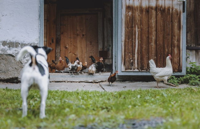 Apartment in Fusch Near Grossglockner Road - Foto 29