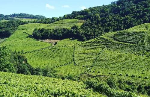 Casa Vista do Vale próxima ao Vale dos Vinhedos - Foto 6