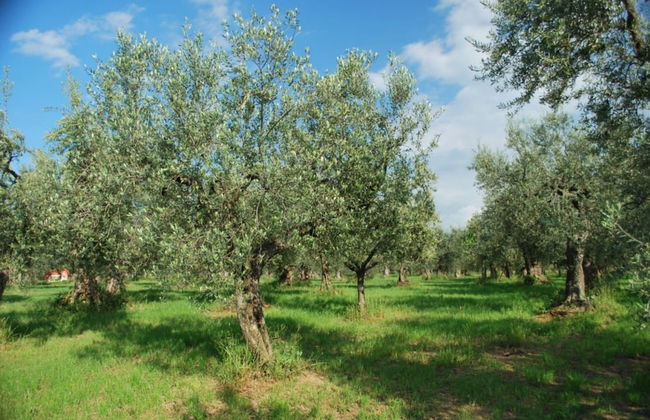 Dante Pino in Tocco da Casauria - Foto 10