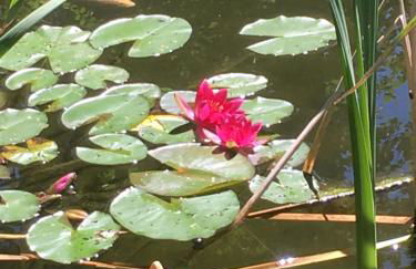 Ferienhaus Langer - Foto 24