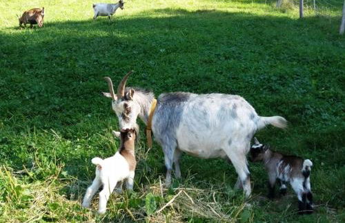 Holderstanzenhof - Foto 6