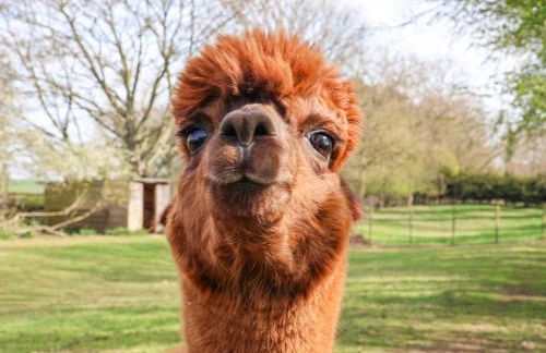 Duck Lodge - Foto 21