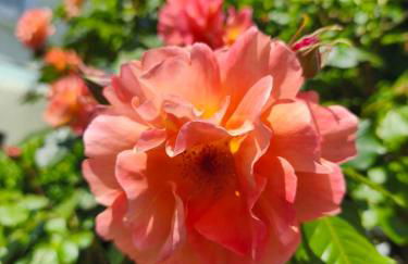 Tieringer Landglück - Foto 22