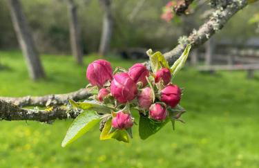 The Apple Shed - cosy cabin nestled in orchard in rural Devon - Foto 25