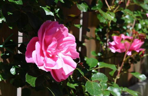 Apartments Cesa Leni - Foto 35