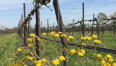 Agriturismo SetteLune - Photo 5, Garden