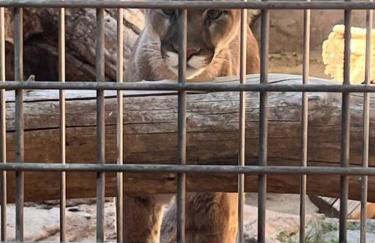 Saguaro at Cactus Flower-HOT TUB-Pet Friendly-No Pet Fees! - Foto 53