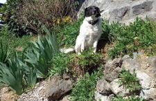 La Maison Volcanique - Foto 2