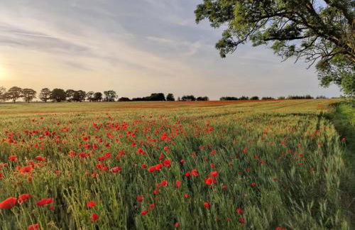 Landurlaub Nahe Insel Poel in Krusenhagen - Foto 46