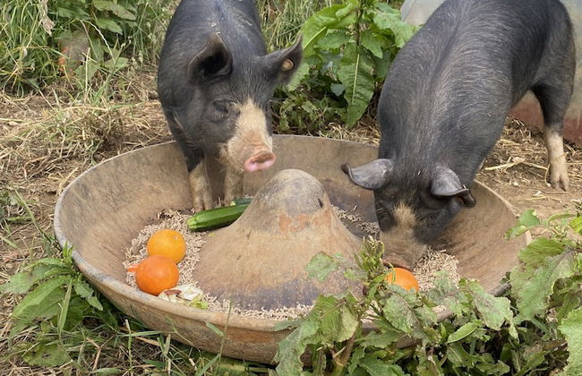 Dawn Chorus Holidays - Foto 73