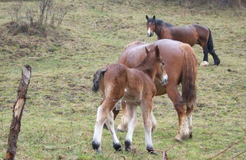 Cal Rosetó - Foto 10