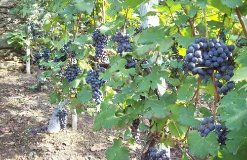 Casa delle Rose - Foto 77