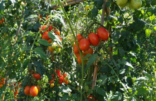 Agriturismo Caruggiu di via vecchia - Foto 26