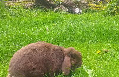 The LITTLE HOUSE in HULL - Foto 31