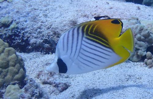 Beach Villas Kahaluu on Kona Coast - Foto 13