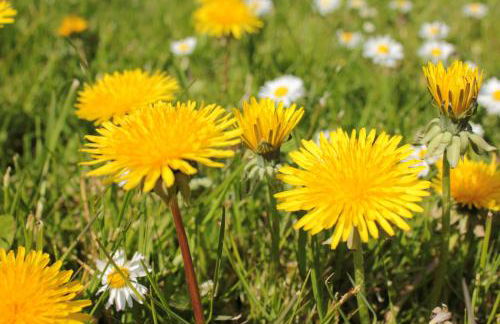 Appartmentanlage Zur Düne - Foto 60