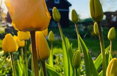 Domek TRZY BABY - Foto 13