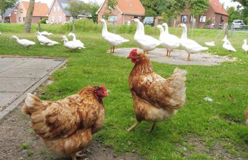 Ferienhof Martens - Foto 7