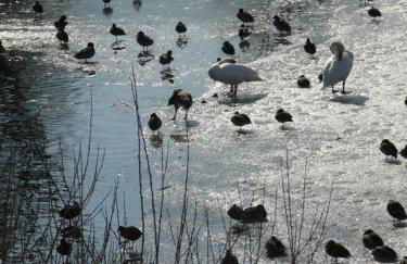 Villa in Seenahe Badesee Ehmetsklinge - Foto 47