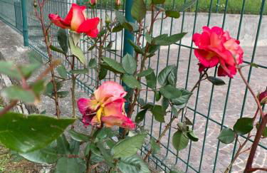 Casa Giardino fiorito - Foto 27