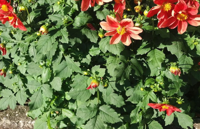 Apartmani Mitrovic Podlicak - Foto 41