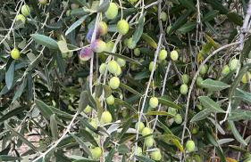 Casa Riviera dei Fiori - Foto 26