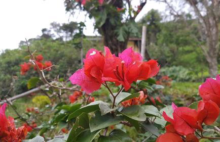 Residencial Flor- Hilda - Foto 26