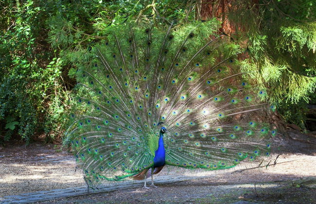 Delightful Chalet in Opglabbeek near Lake - Foto 17