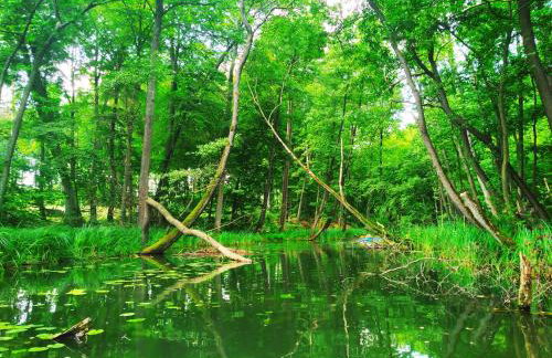 Domek letniskowy Nad Mrowinkiem - Foto 8