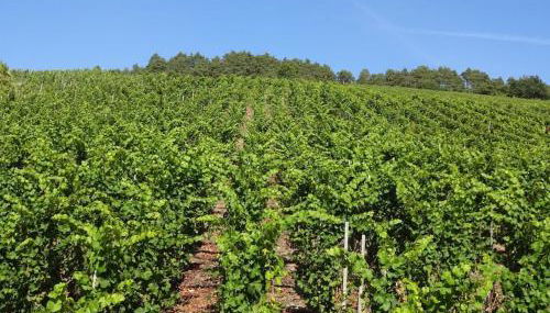 2 Weinhaus Marmann - Photo 3, Other