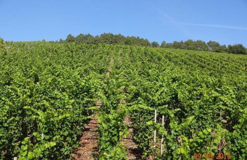 2 Weinhaus Marmann - Foto 3