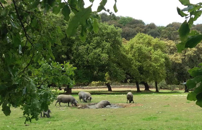 Excursión a la Sierra de Aracena - Foto 2