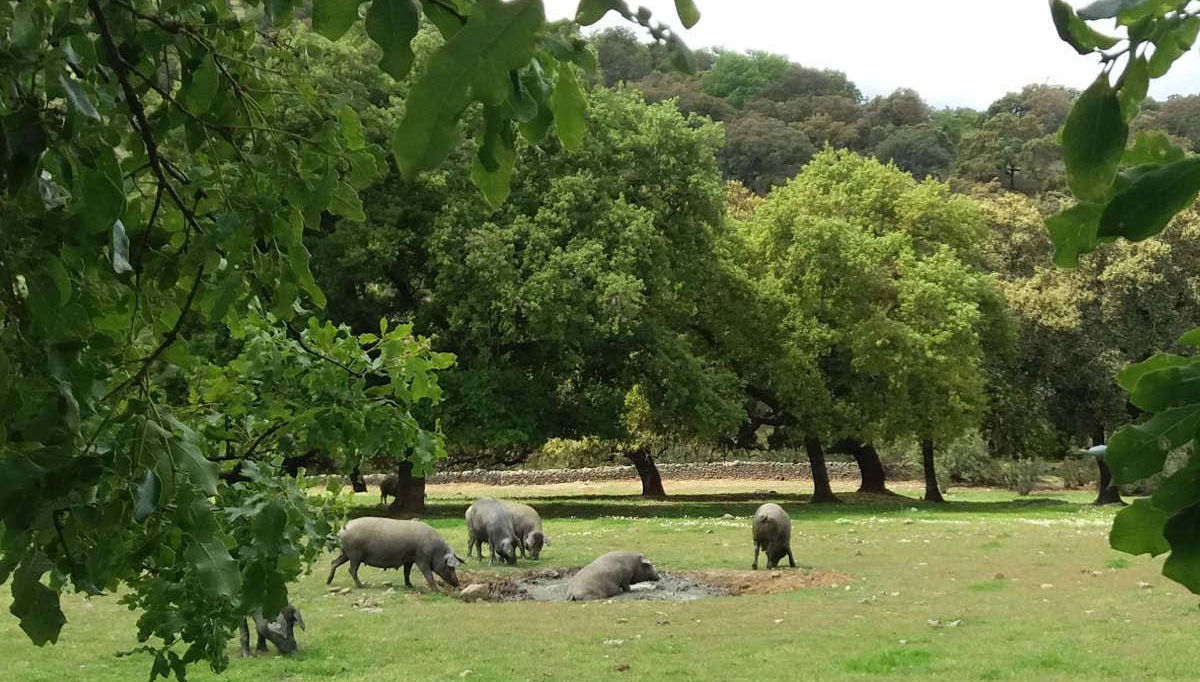 Pasto da Sierra Morena