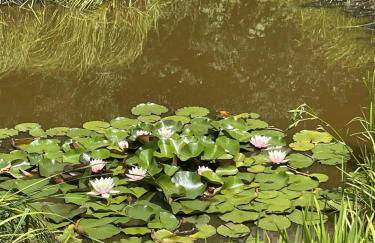 Studio with Garden - Foto 15