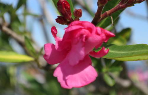 Villa Incanto Apartments - Foto 14