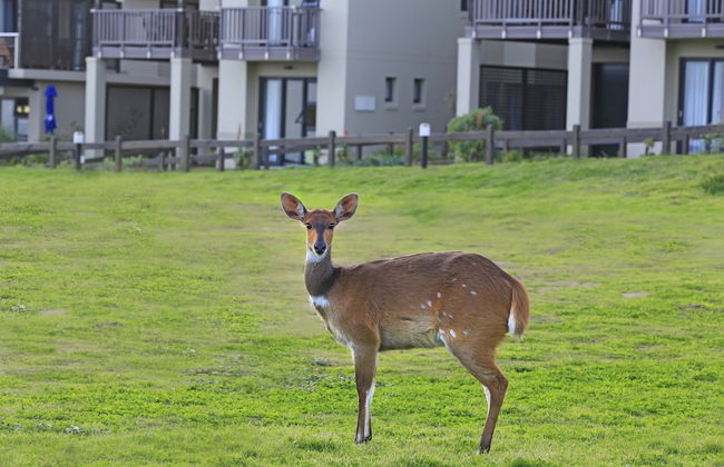 Brenton Haven Beachfront Resort - Foto 43