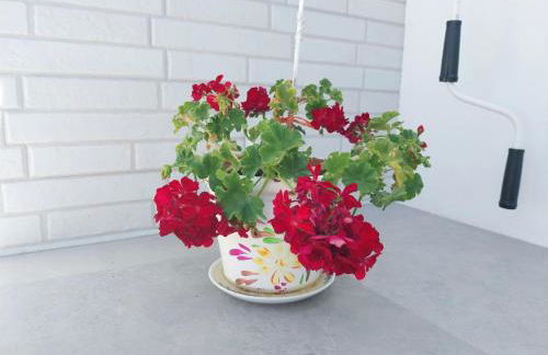 Roque`s House A - Foto 28