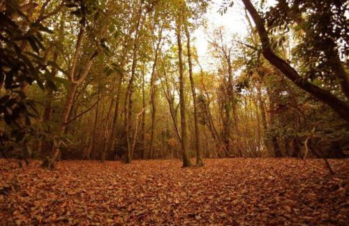 Betty’s Hideaway - Photo 36