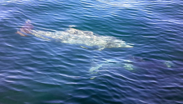 Dolphin Cruise - Photo 2