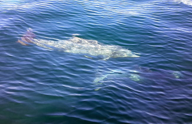 Delfin-Kreuzfahrt - Foto 2