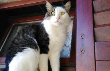 Apartman Garma - Photo 21