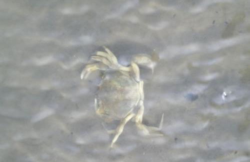 Pippert Comfortable holiday residence - Foto 21