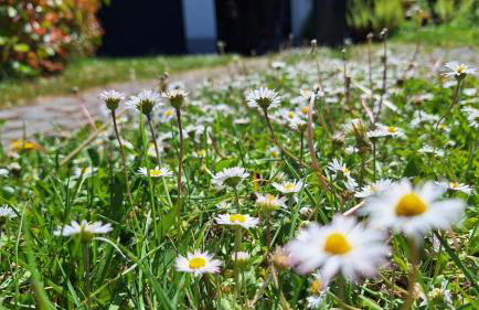 Ferienhaus Hinterlandswald - Foto 45