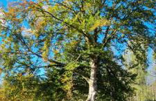 The Cottages - Pet Friendly - Photo 16