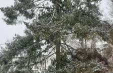 Forest Inn, retreat in nature - Foto 32