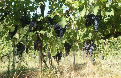 Podere Vecci - Foto 42