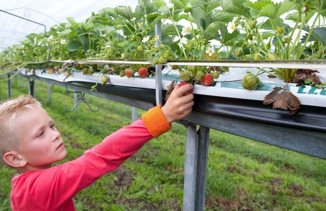 Bungalow in De Peel by Forest Retreat - Photo 10