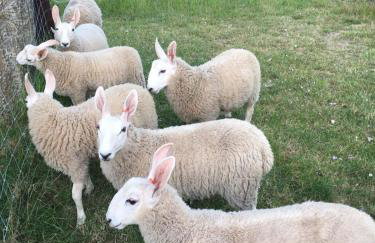 The Old Workhouse Paddocks - Foto 17